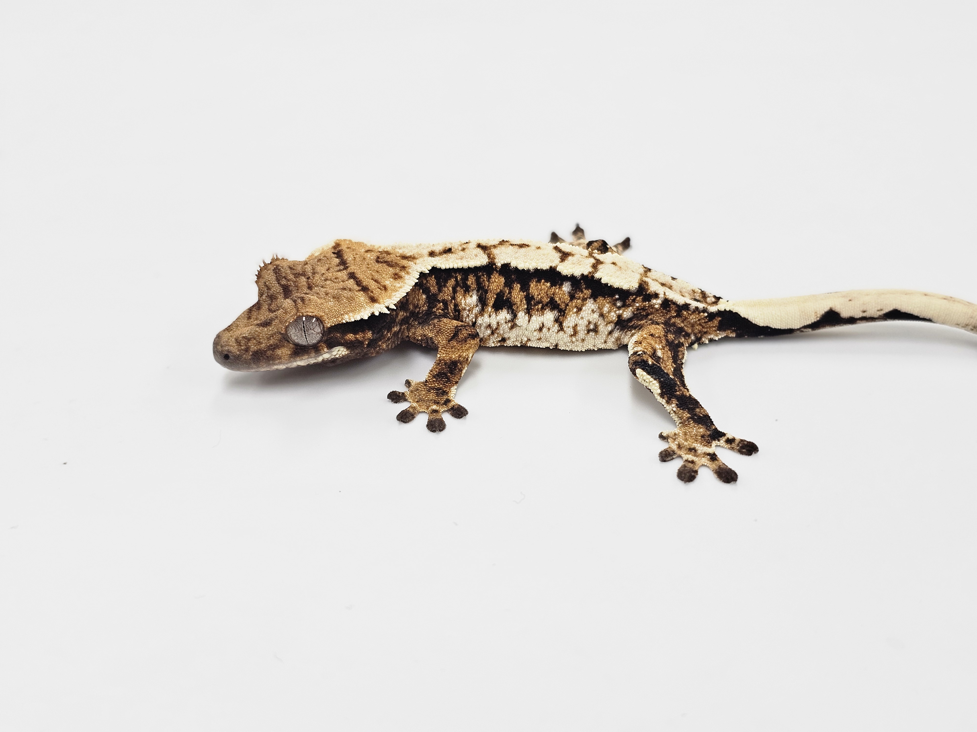 Tri White Spot Extreme Harlequin