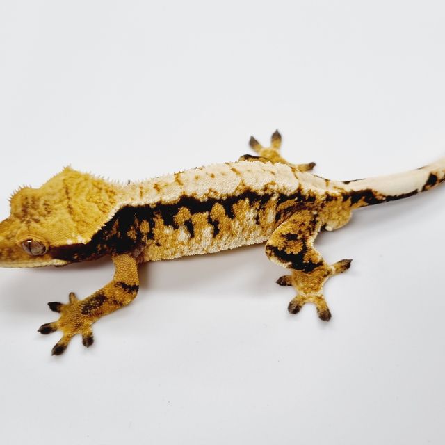 Tri Extreme Harlequin White Spot Drippy