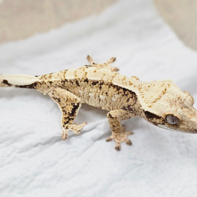 Extreme Harlequin Tri