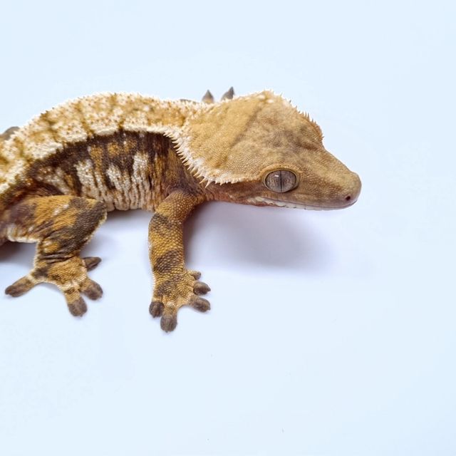 Tri Extreme Harlequin