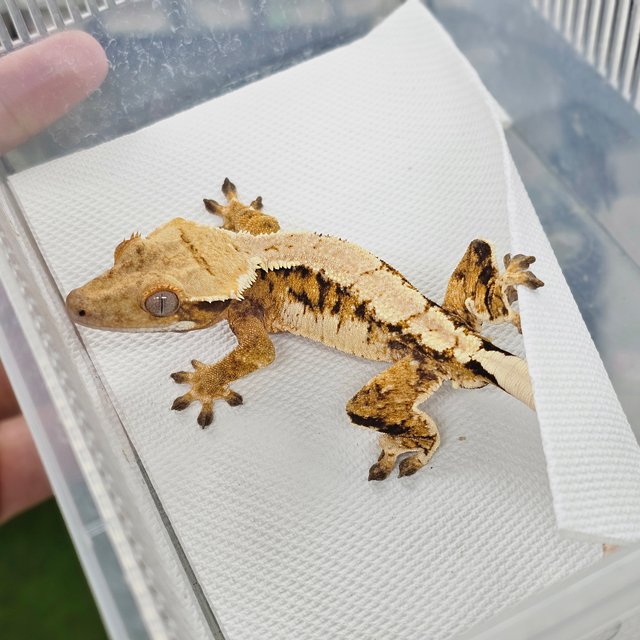 Extreme Harlequin Normal Tri Barb