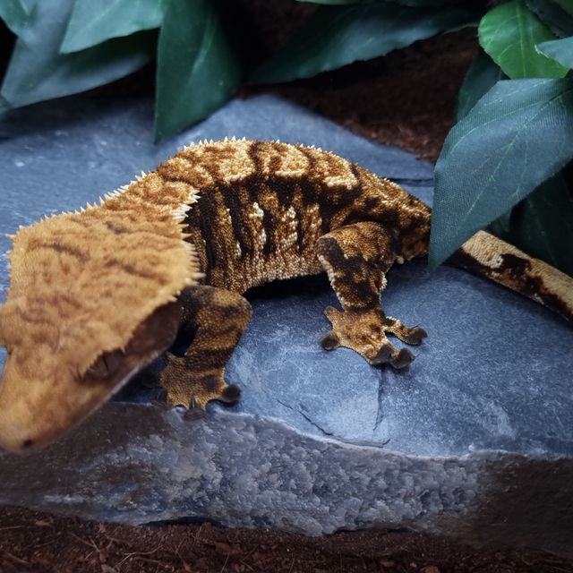 Tri Extreme Harlequin