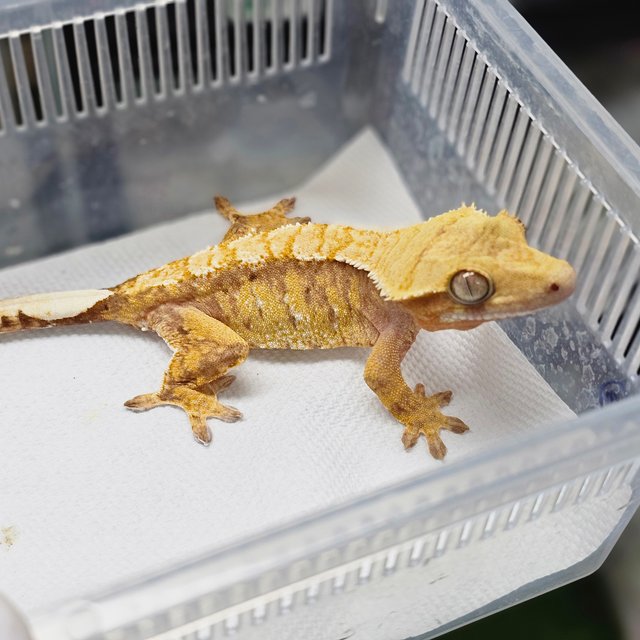 Normal Tri Extreme Harlequin White Spot Red