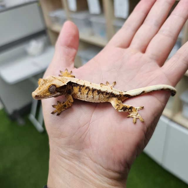 Tri Extreme Harlequin