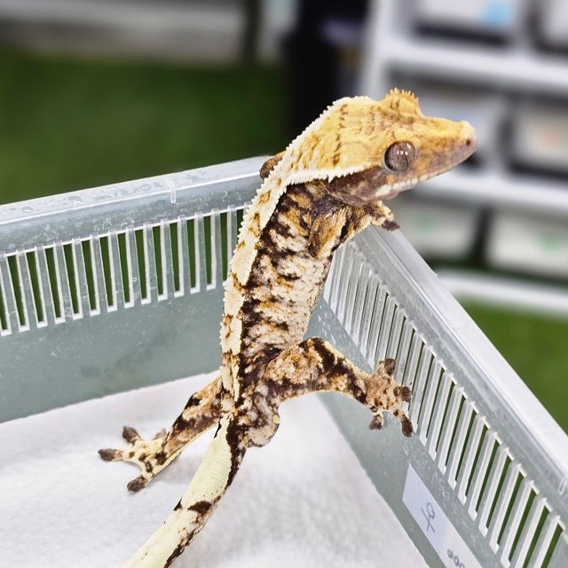 White Spot Tri Extreme Harlequin