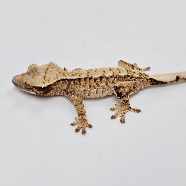 Extreme Harlequin Tri