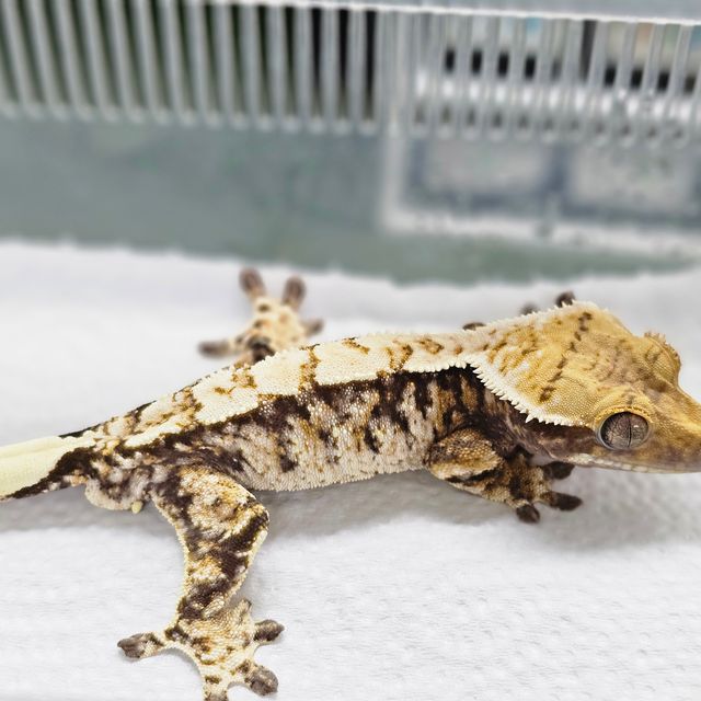 White Spot Tri Extreme Harlequin