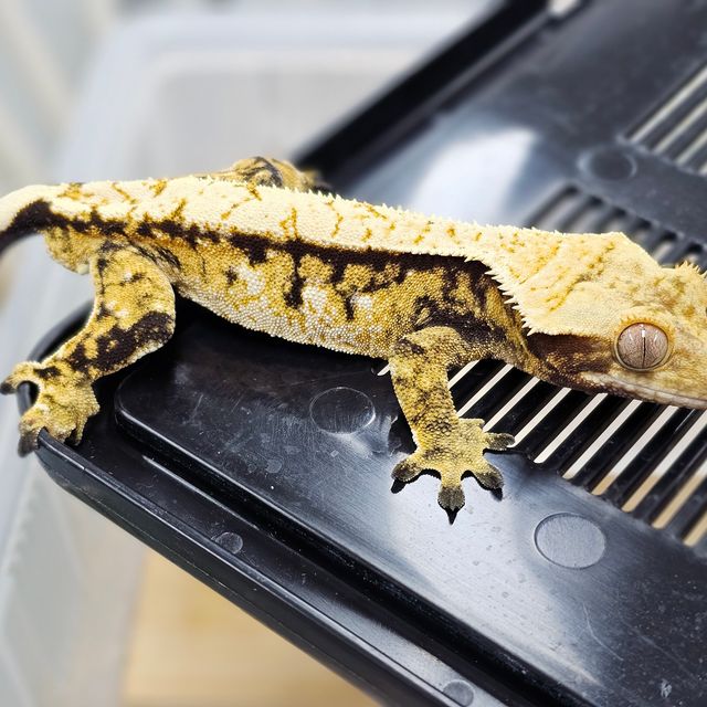 Normal Tri Extreme Harlequin