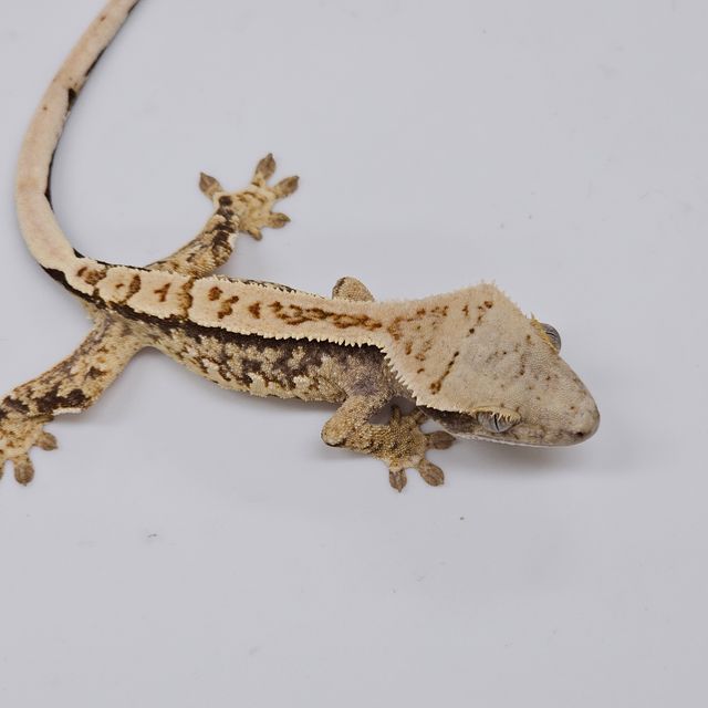 Normal Tri Extreme Harlequin