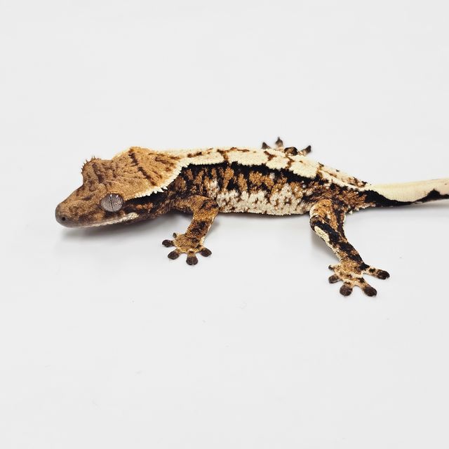 Tri White Spot Extreme Harlequin