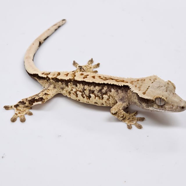 Normal Tri Extreme Harlequin