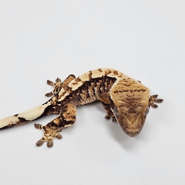 Tri Extreme Harlequin White Spot