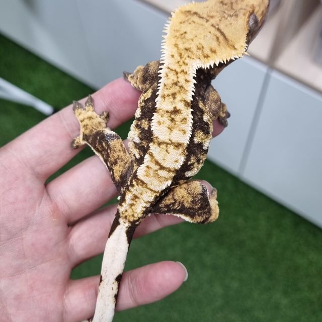 Tri Extreme Harlequin