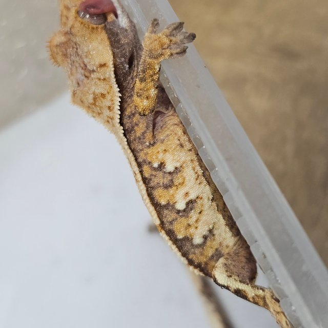 Normal Tri Extreme Harlequin White Spot Drippy