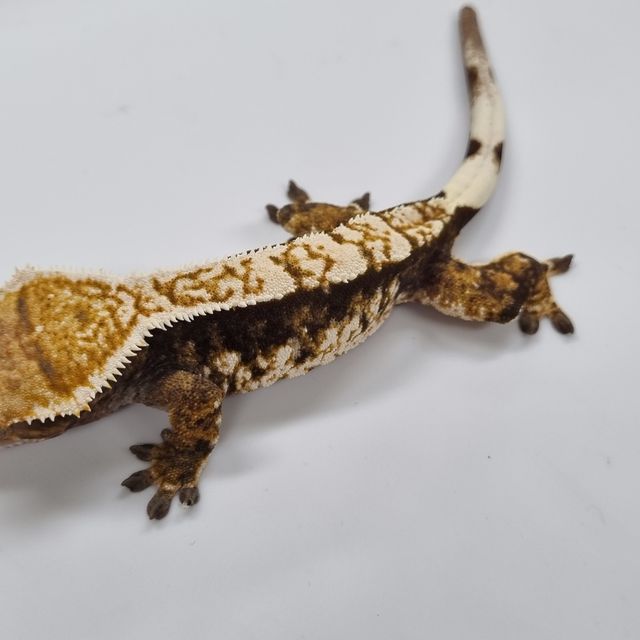 Tri Extreme Harlequin