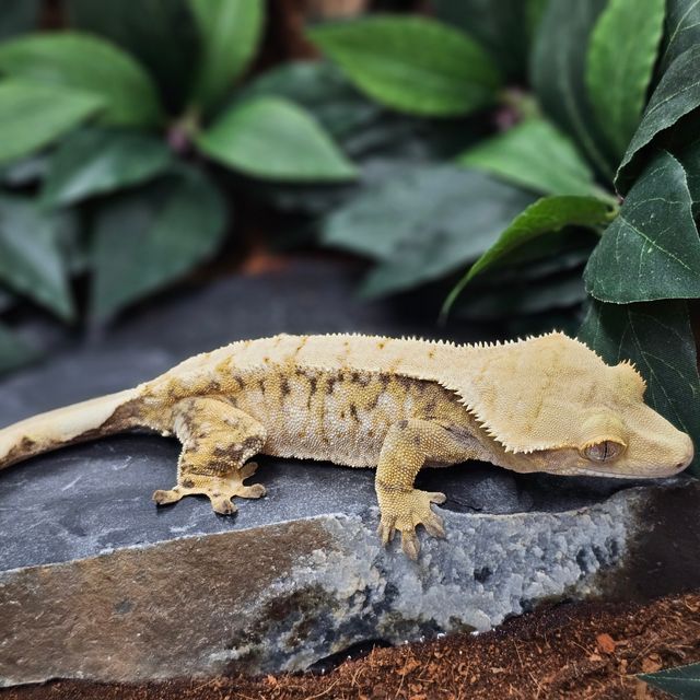 Tri Extreme Harlequin