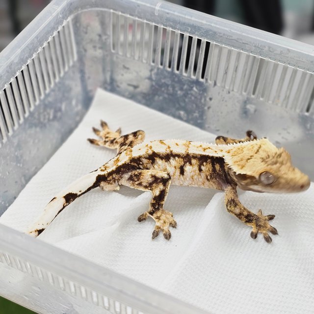 Tri White Spot Extreme Harlequin Normal