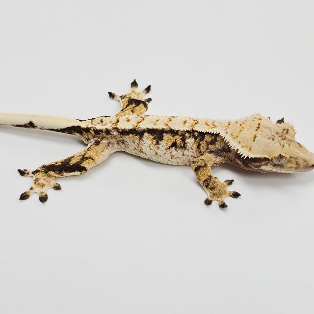 Normal Tri Extreme Harlequin White Spot