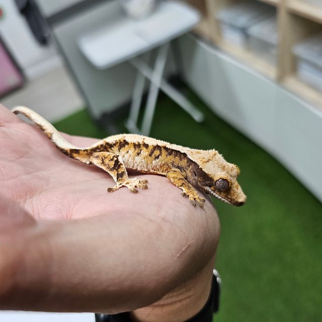 Tri Extreme Harlequin