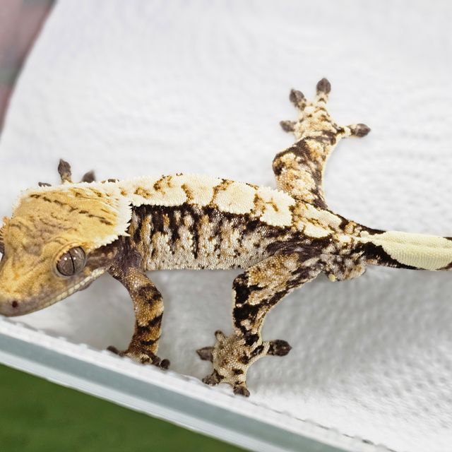 White Spot Tri Extreme Harlequin