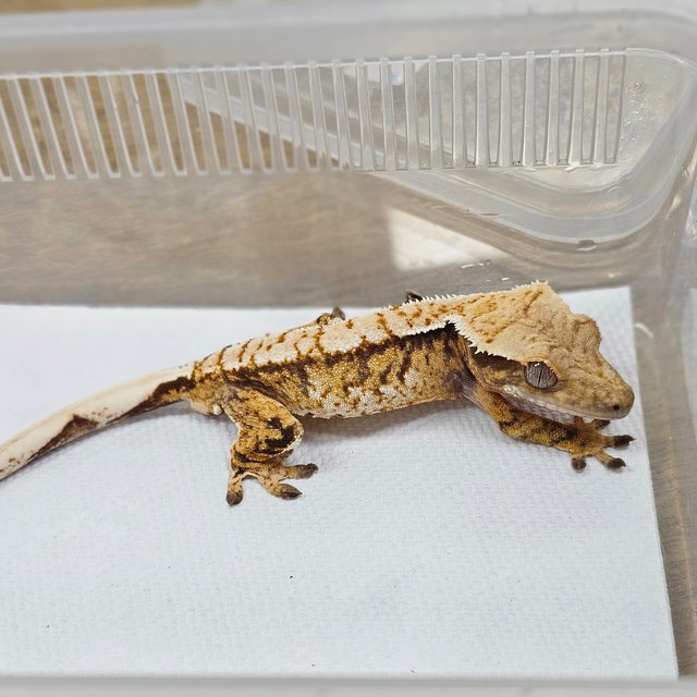 Normal Tri Extreme Harlequin White Spot