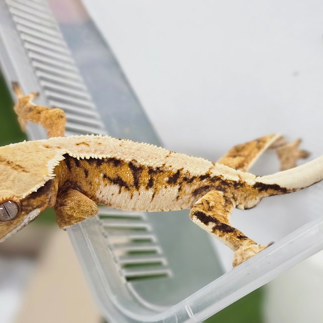 Extreme Harlequin Normal Tri Barb