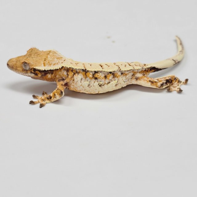 Normal Tri Extreme Harlequin Drippy White Spot