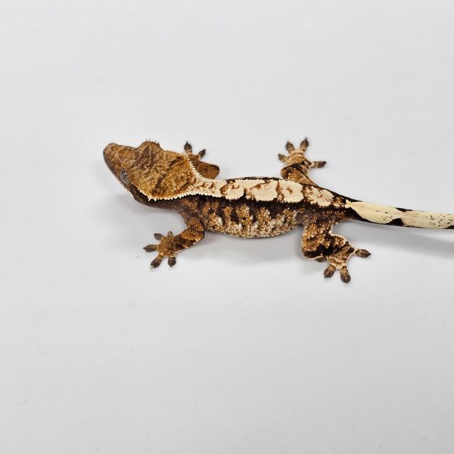 Tri Extreme Harlequin White Spot