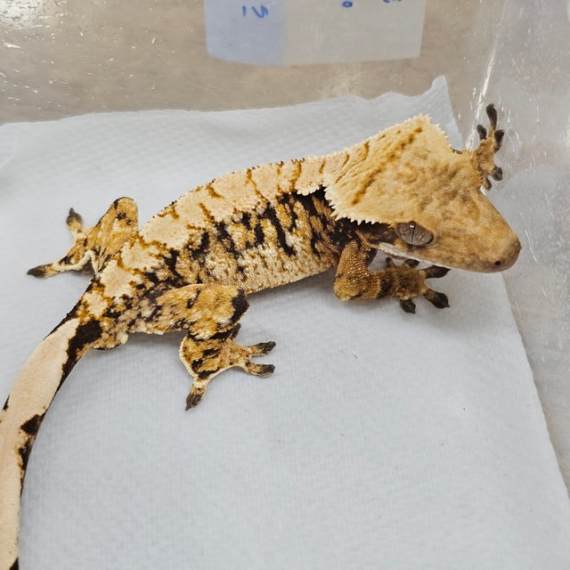 Normal Tri Extreme Harlequin