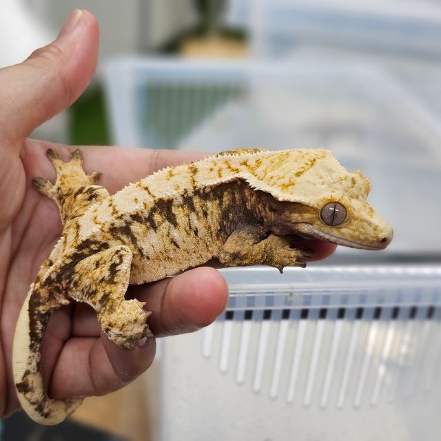 Tri Extreme Harlequin