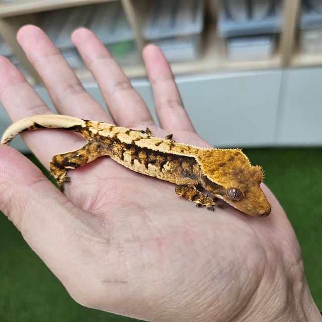 Tri Extreme Harlequin