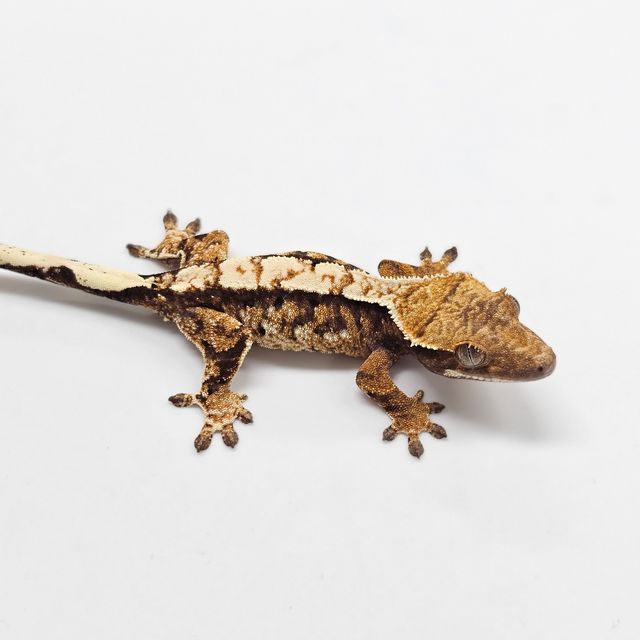 Tri Extreme Harlequin White Spot