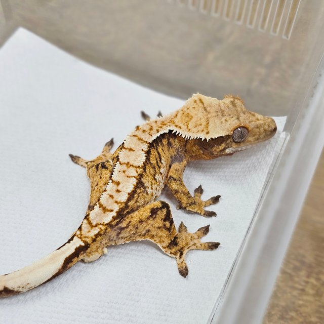 Normal Tri Extreme Harlequin White Spot