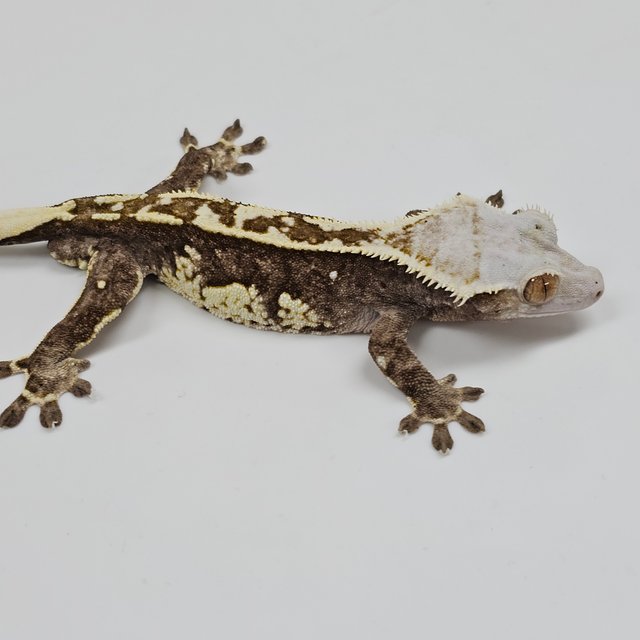 Normal Tri Extreme Harlequin