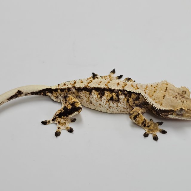 Normal Tri Extreme Harlequin White Spot