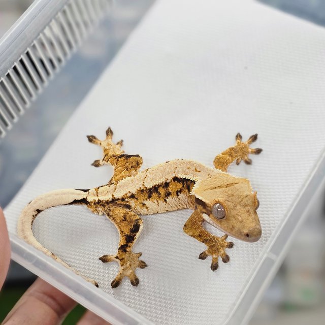 Extreme Harlequin Normal Tri Barb