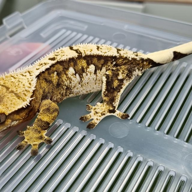 Tri Extreme Harlequin