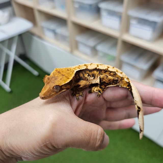 Tri Extreme Harlequin