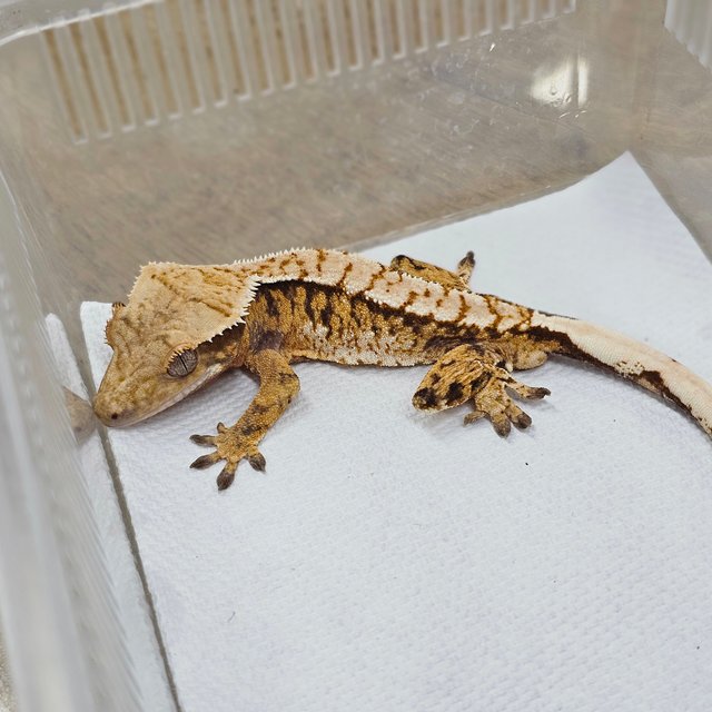 Normal Tri Extreme Harlequin White Spot