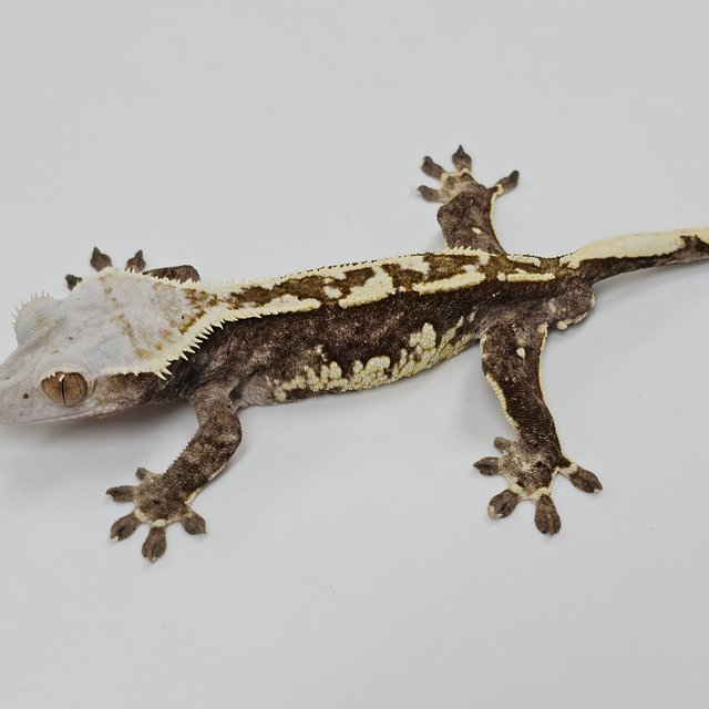 Normal Tri Extreme Harlequin