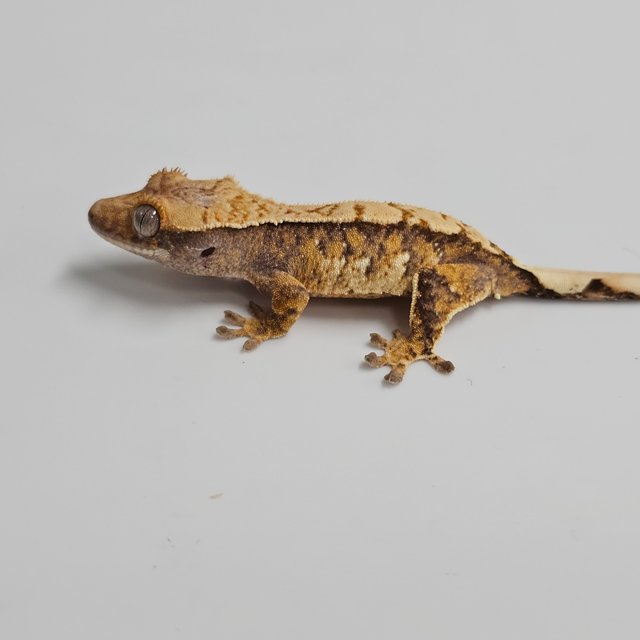 Normal Tri Extreme Harlequin White Spot Drippy