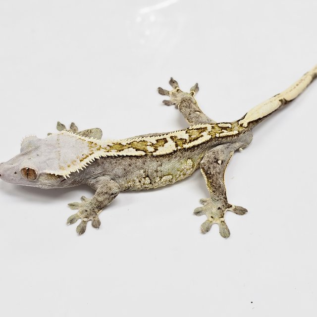 Normal Tri Extreme Harlequin