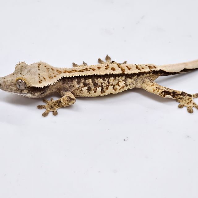 Normal Tri Extreme Harlequin