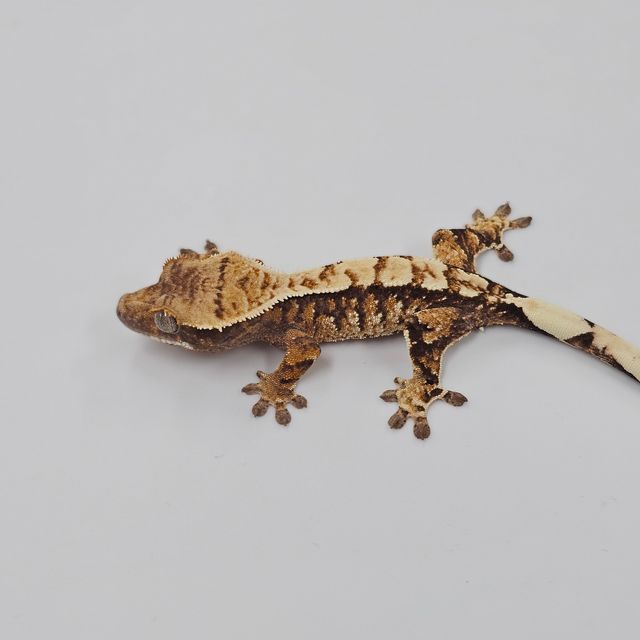 Tri Extreme Harlequin White Spot