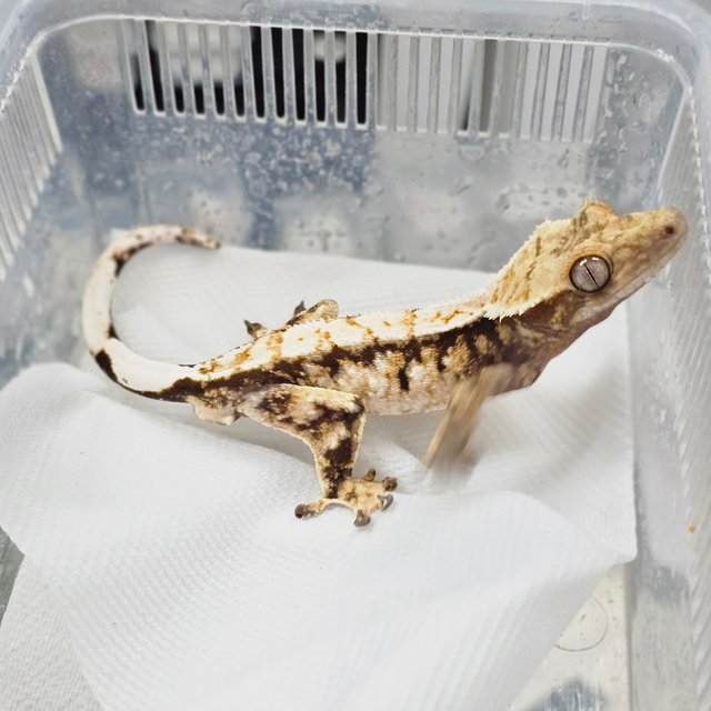 Tri White Spot Extreme Harlequin Normal