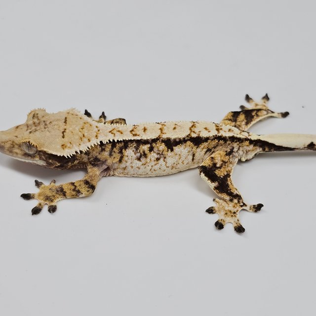 Normal Tri Extreme Harlequin White Spot