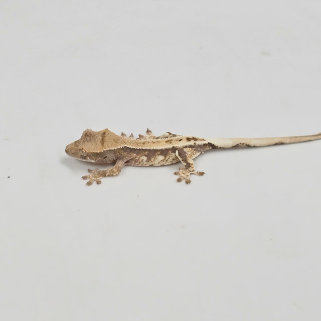 100% Het Axanthic Frappuccino