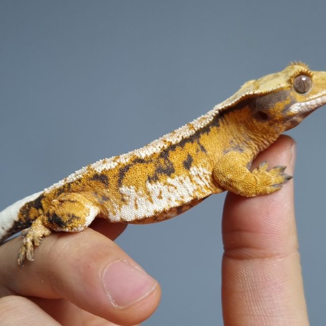 Tri Extreme Harlequin