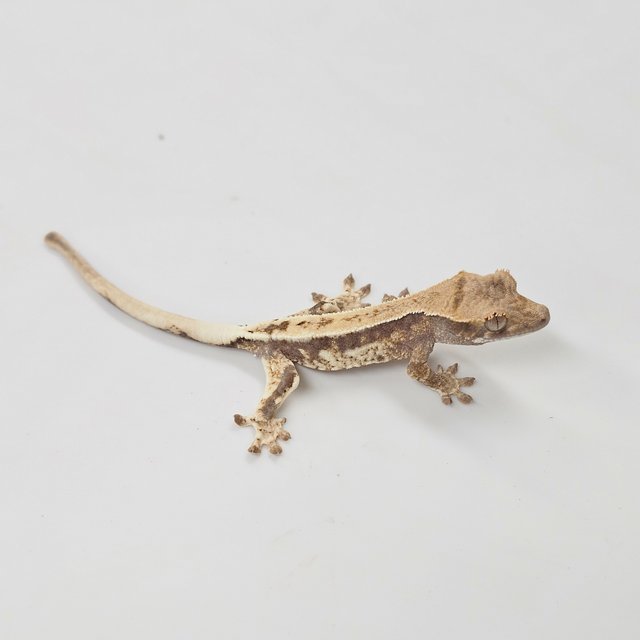 100% Het Axanthic Frappuccino