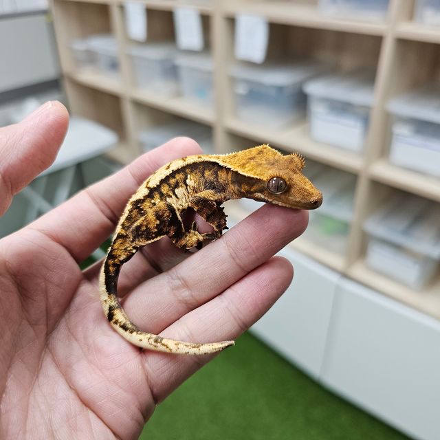 Tri Extreme Harlequin